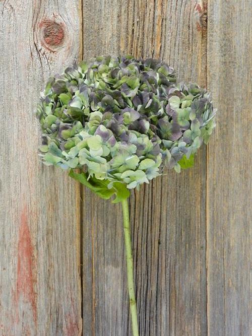 ANTIQUE BLUE HYDRANGEAS